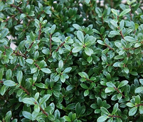 Ilex crenata 'Stokes' Kugel 25-35 cm / Berg Ilex