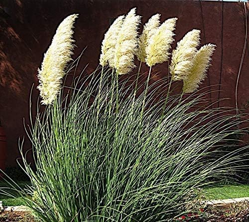 Cortaderia selloana ‚Pumila‘  / Zwerg Pampasgras