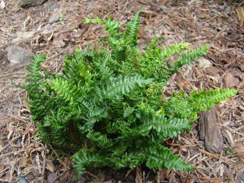 Dryopteris affinis 'Crispa Congesta'/ krauser Goldschuppenfarn