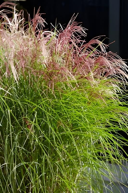 Miscanthus sinensis 'Red Cloud®' / Rotes Chinaschilf