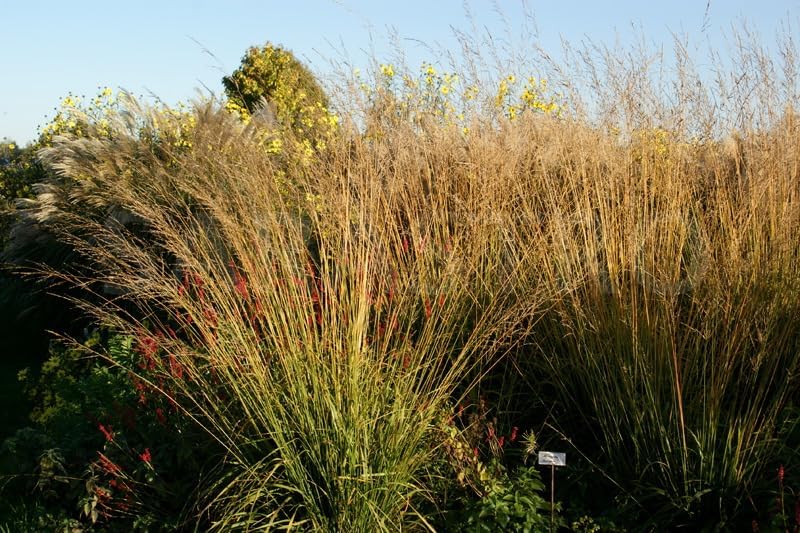 Molinia arundinacea 'Karl Foerster' / Hohes Pfeifengras