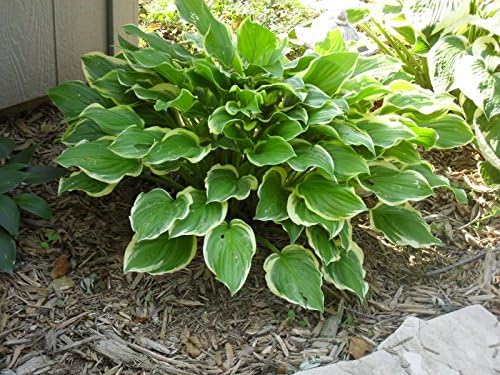 Hosta plantaginea 'So Sweet' / Duft Funkie