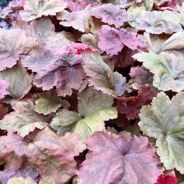 Heuchera Hybride 'Autumn Leaves' / Rotes Purpurglöckchen