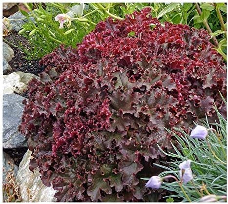 Heuchera americana 'Melting Fire' / Rotblättriges Purpurglöckchen