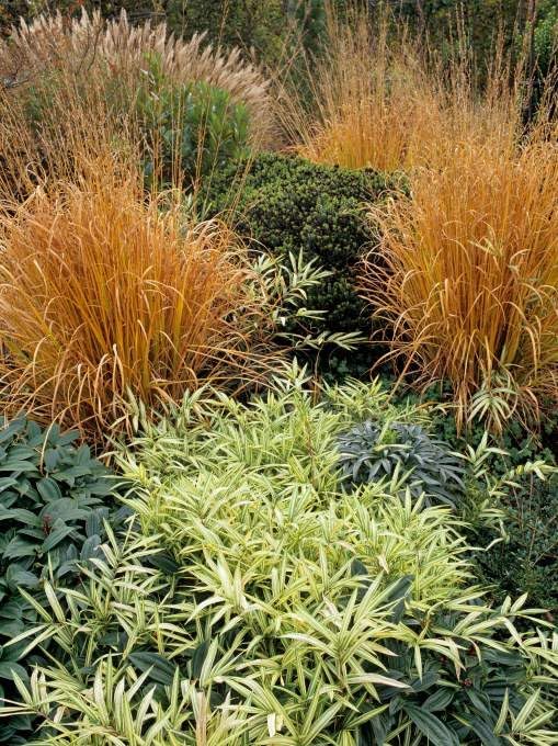 Pleioblastus chino 'Tsuboi' / Bunter Zwergbambus