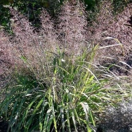 Eragrostis trichoides / Bogen-Liebesgras