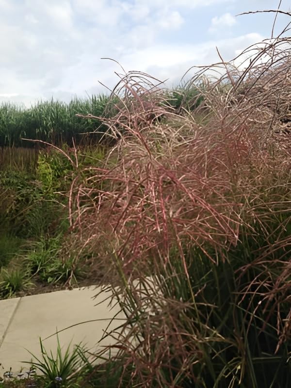 Miscanthus sinensis 'Pink Cloud' / Rosa Chinaschilf