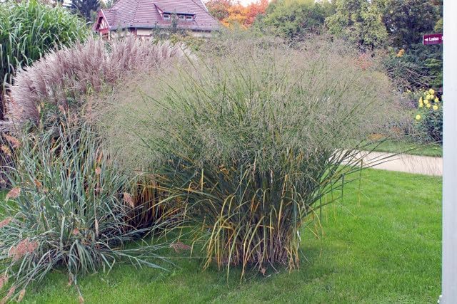 Panicum virgatum 'Cloud Nine' / Blaue Riesen Rutenhirse