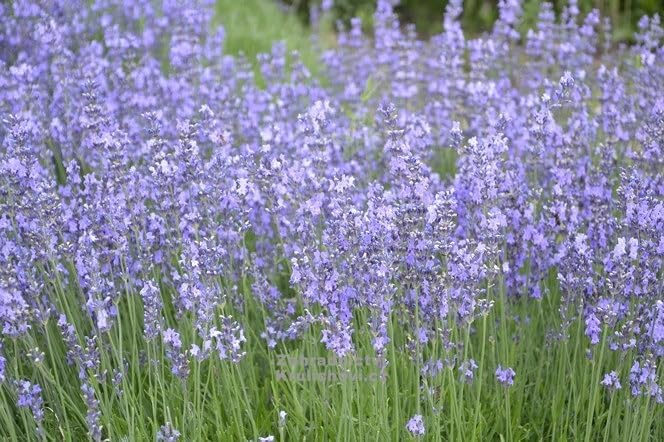 Lavandula angustifolia 'Dwarf Blue' / Echter Lavendel