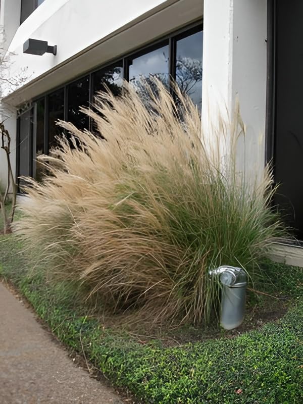 Muhlenbergia lindheimeri / Lindheimer's Haargras