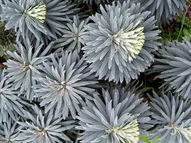 Euphorbia characias 'Blue Wonder' / Mittelmeer-Wolfsmilch
