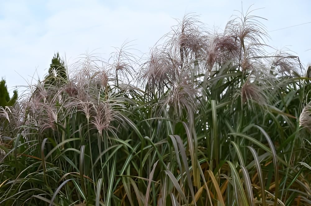 Miscanthus x giganteus 'Meidl' / Rotes Riesenchinaschilf - Elefantengras