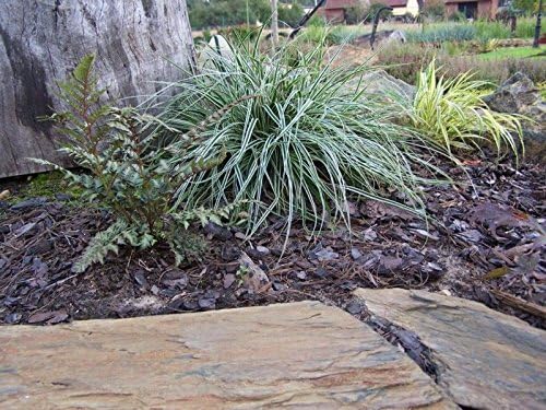 Carex oshimensis 'Everest' / Japan Segge