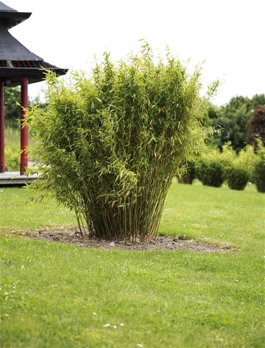 Fargesia murielae ‚Dino‘ / Riesen Gartenbambus XXL