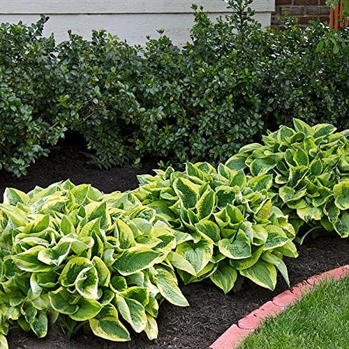 Hosta sieboldiana 'Wide Brim' / Funkie