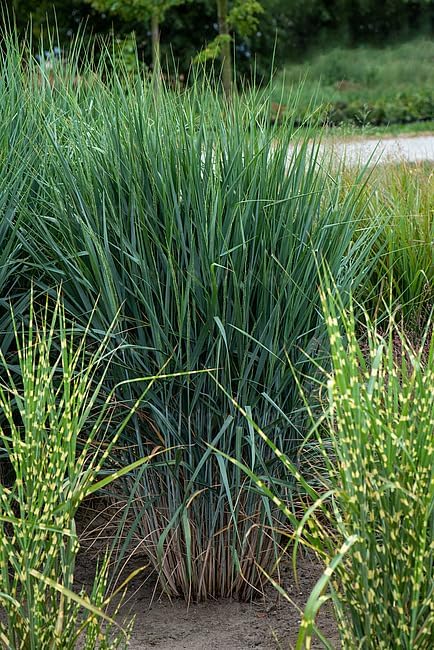 Panicum virgatum 'Blue Fountain' / Blaue Rutenhirse