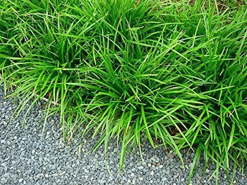 Carex morrowii 'Irish Green' / Segge