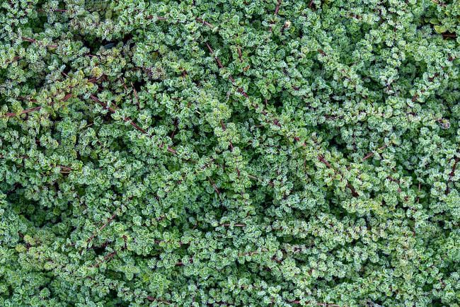 Thymus praecox 'Pseudolanuginosus' / Wolliger Thymian