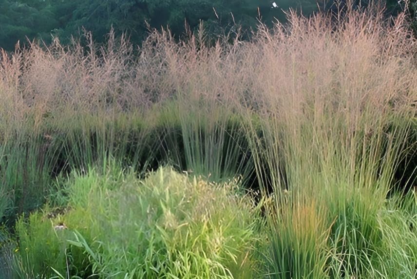 Molinia arundinacea 'Windspiel' / Hohes Pfeifengras