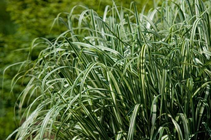 Phalaris arundinacea 'Feesey' / Rohrglanzgras