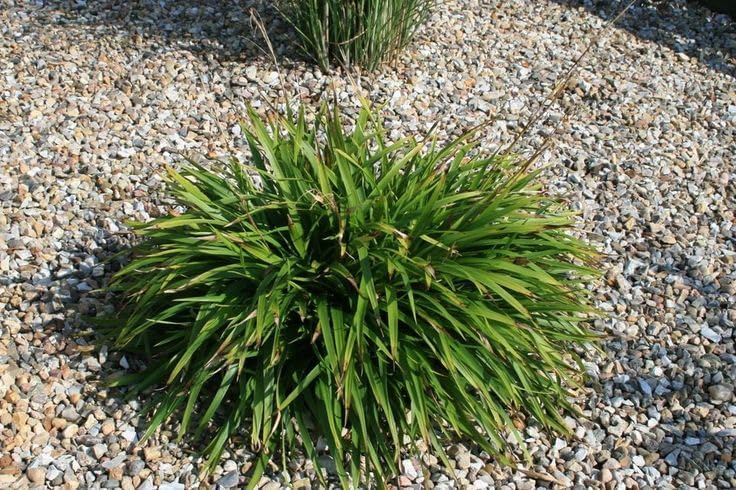 Luzula sylvatica / Wald-Marbel