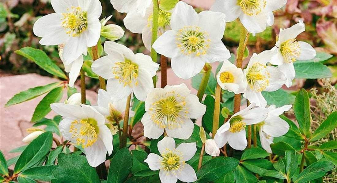 Helleborus niger 'Advent Star' / Christrose