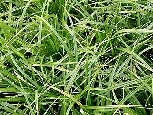 Carex morrowii 'Irish Green' / Segge