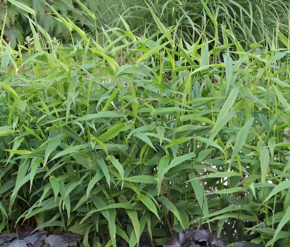 Panicum clandestium / Bambushirse
