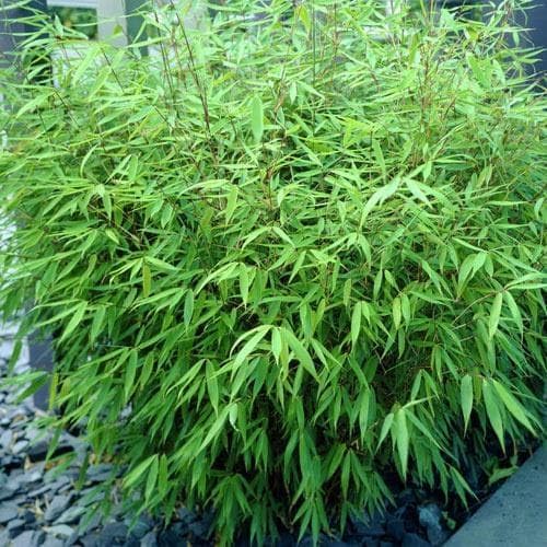 3 x Fargesia Kollektion / Garten-Bambus - Exotisches Flair für lebendige Gärten