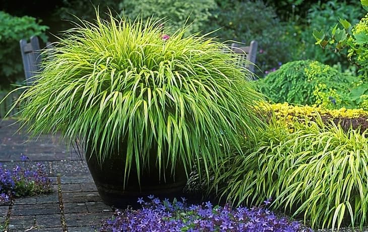 Hakonechloa macra 'Sunny Delight' / Japanisches Berggras