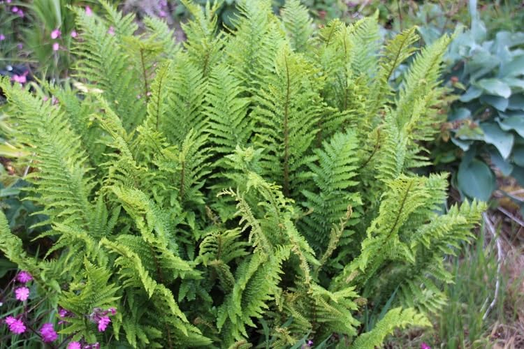 Dryopteris affinis 'Crispa' / gewellter Goldschuppenfarn