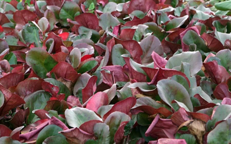 Bergenia cordifolia 'Erotica' / Bergenie