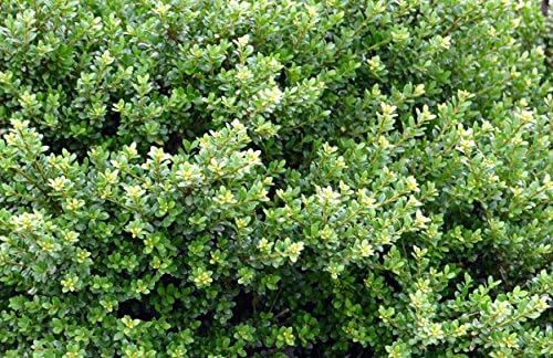 Ilex crenata 'Glory Gem' / Japanischer Berg Ilex