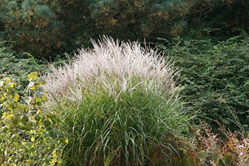 Miscanthus sinensis 'Silberspinne' / Weißes Chinaschilf