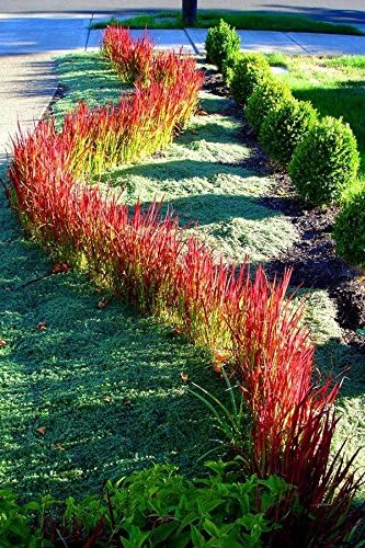 Imperata cylindrica 'Red Baron' / Japanisches Blutgras