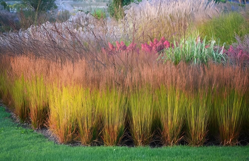 Molinia caerulea 'Poul Petersen' / Kleines Pfeifengras
