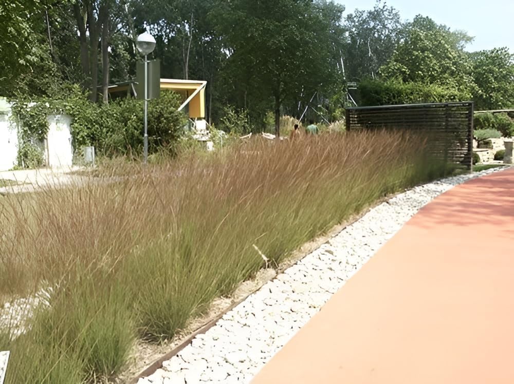 Molinia caerulea 'Edith Dudszus' / Kleines Pfeifengras