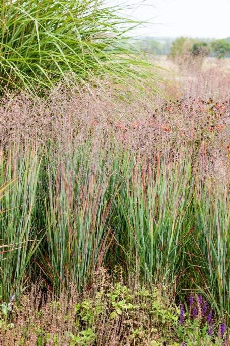 Panicum virgatum 'Heiliger Hain' / Blaurote Rutenhirse