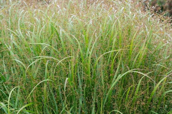 Panicum virgatum 'Heiliger Hain' / Blaurote Rutenhirse