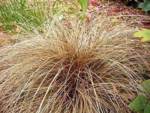 Carex comans 'Bronco' / Neuseeland Segge