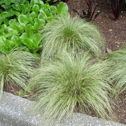 Carex comans 'Amazon Mist' / Neuseeland Segge