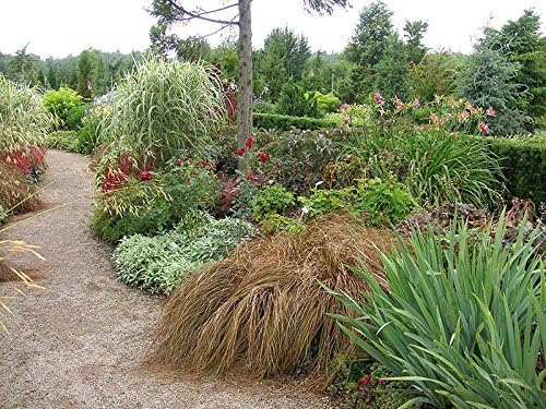 Carex flagellifera 'Bronzita' / Segge