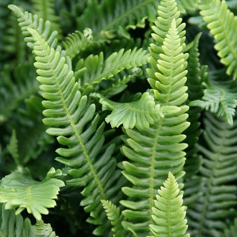 Blechnum spicant / Rippenfarn