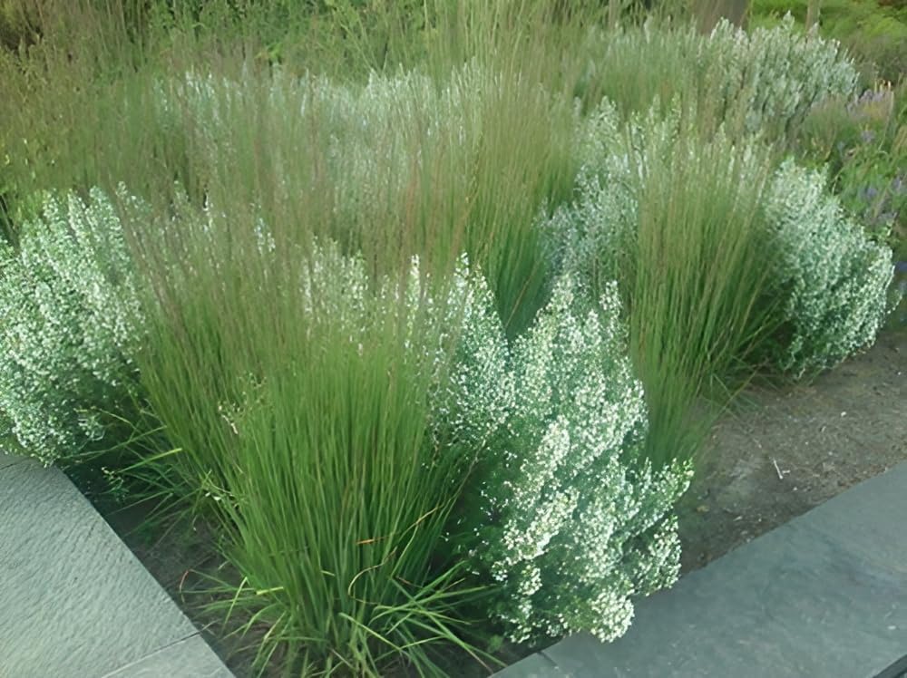 Molinia caerulea 'Moorhexe' / Kleines Pfeifengras