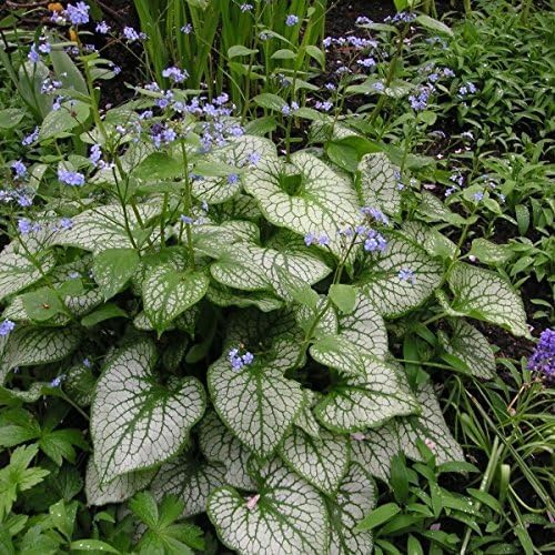 Brunnera macrophylla 'Jack Frost‘ / Kaukasus Vergissmeinnicht