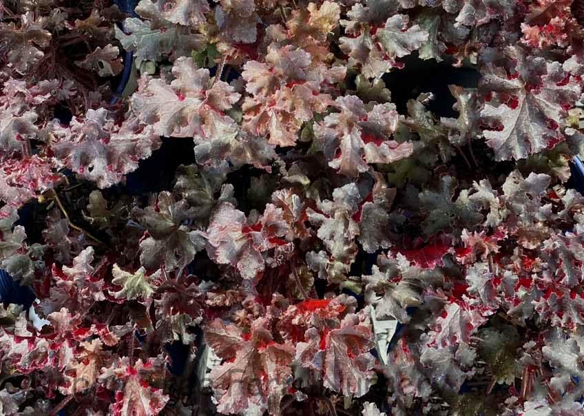 Heuchera americana 'Melting Fire' / Rotblättriges Purpurglöckchen