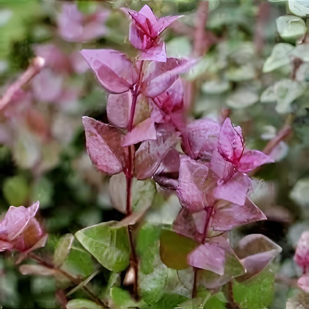 Lonicera nitida 'Red Tips‘ / Heckenmyrthe