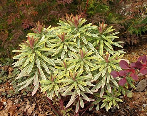 Euphorbia martinii 'Ascot Rainbow‘ ® / Wolfsmilch