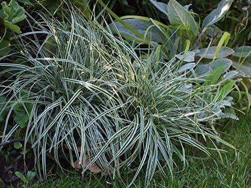 Carex oshimensis 'Everest' / Japan Segge