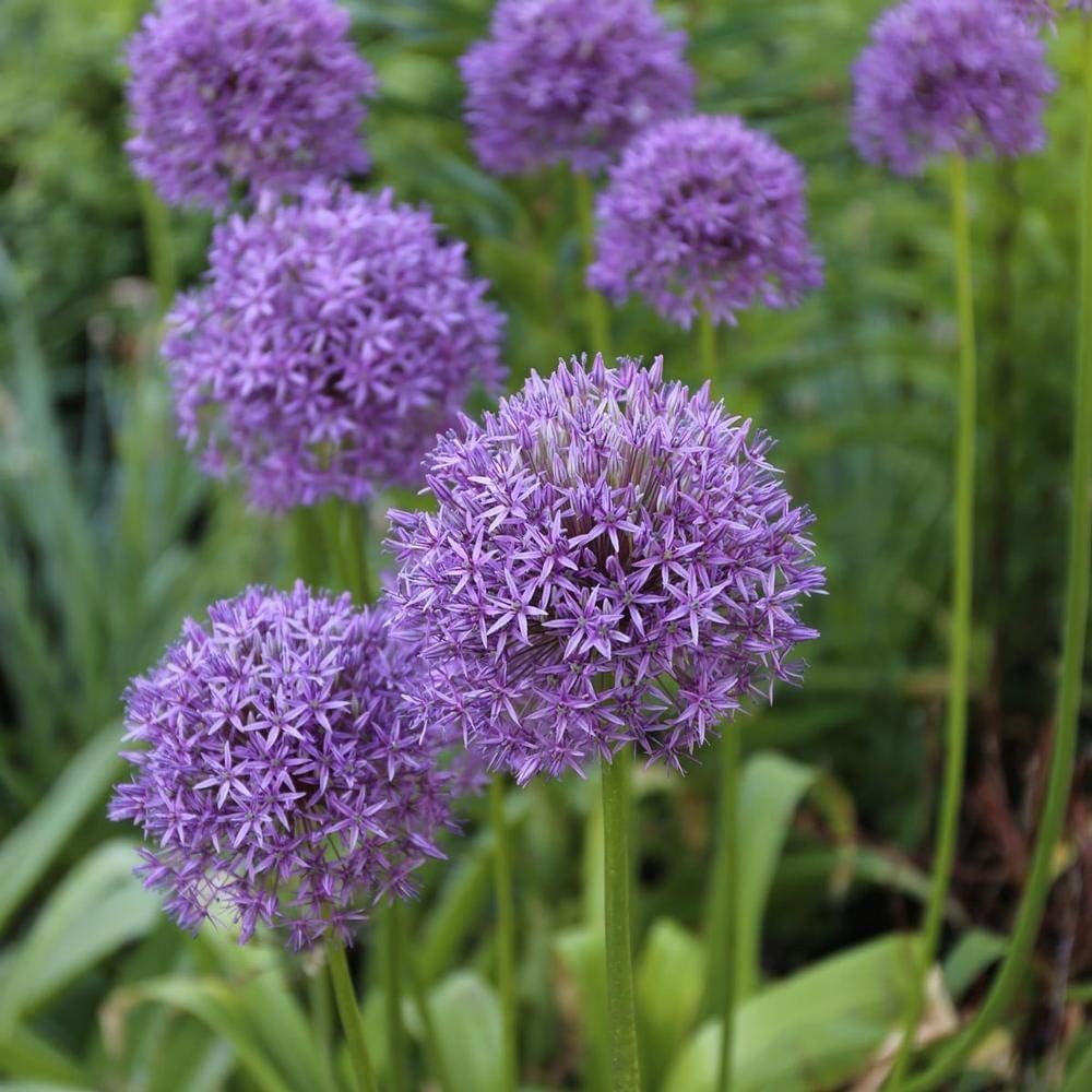 Allium ‚Gladiator' / Zierlauch